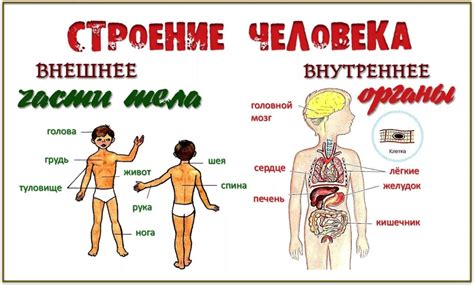 Строение человека (внутренние органы): фото с надписями