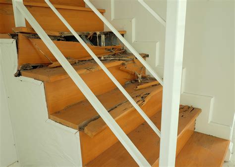 Termite Removal Service in Louisville, KY | Save Your Home