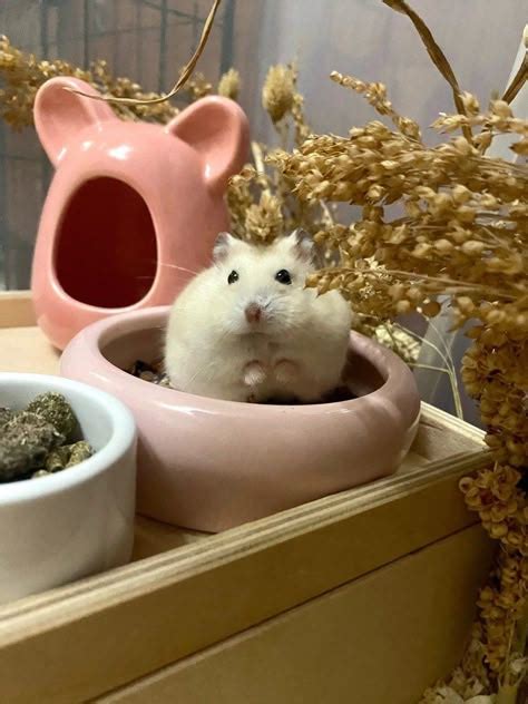 pink hamster cage set