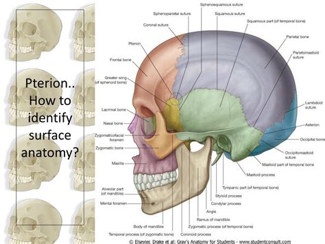 skull powerpoint    id