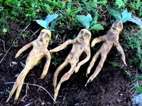 Mandrake Herb & its health Benefits - YouTube