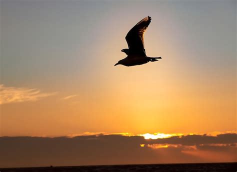 Premium Photo | A flying seagull silhouette in sunset sky and beach