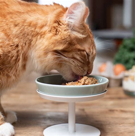 cat food for cats with sensitive stomachs 5
