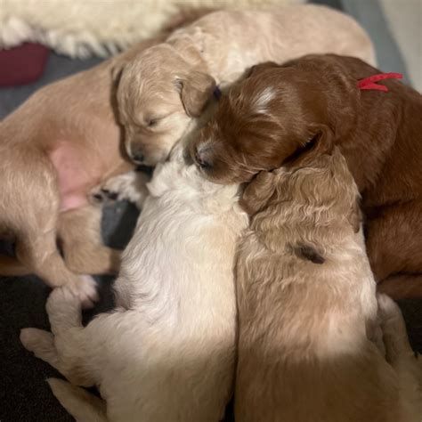 Redmond Oregon's Best Goldendoodle Puppy Breeder — High Desert Goldendoodles & Bernedoodles