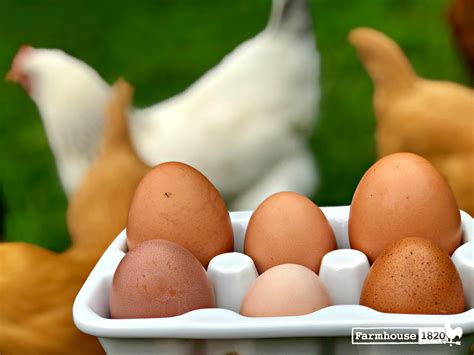 How Funky Is Your Chicken - Farmhouse 1820