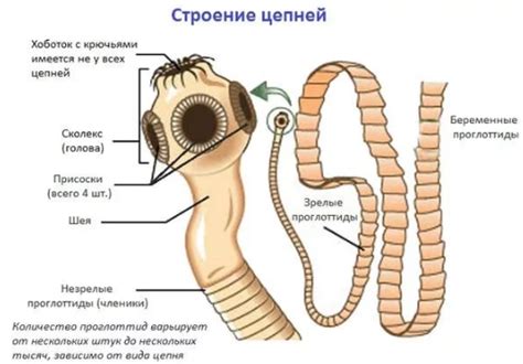 Тип Плоские черви • СПАДИЛО