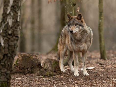 Isère | Saint-Jean-de-Bournay. Loup : une réunion européenne d’éleveurs ...