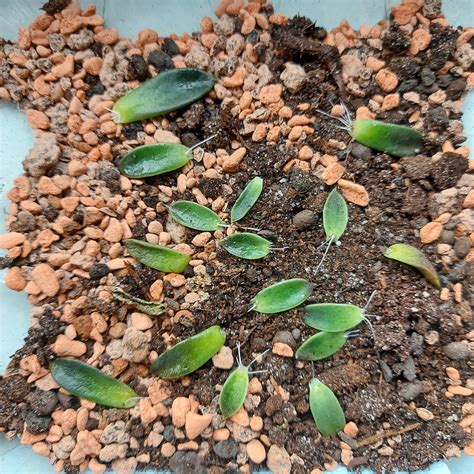No pink roots, no blooms? : r/succulents