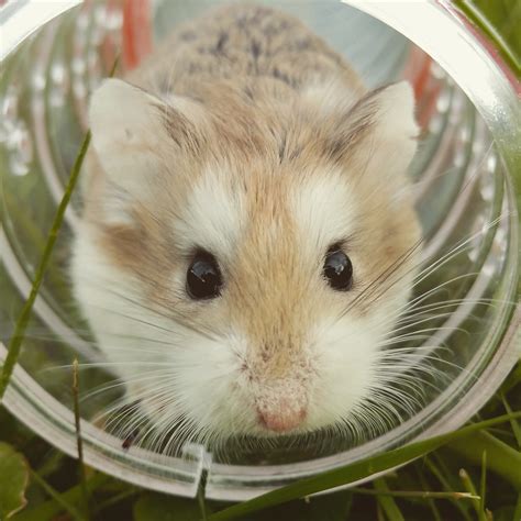 Fotos gratis : ratón, animal, linda, mamífero, Bigote, hámster, roedor ...