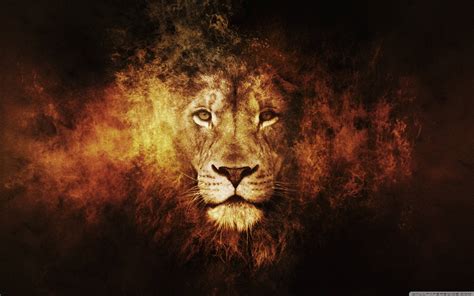 Lion Face Wallpapers - Wallpaper Cave