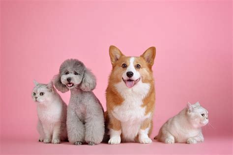 What’s the Most Popular Pet in the UK? - PBS Pet Travel