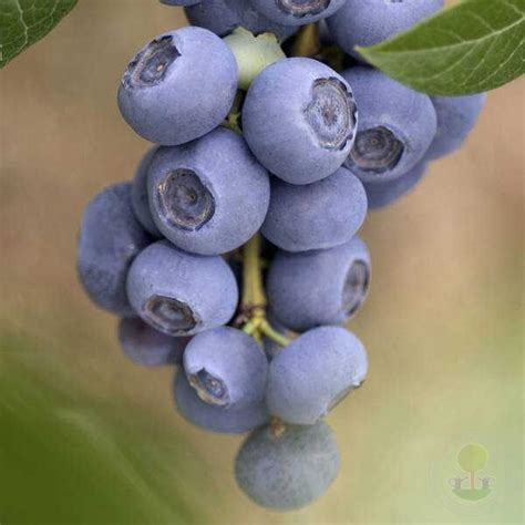 Саженцы Голубика высокорослая Река (Vaccinium corymbosum Reka) купить в ...