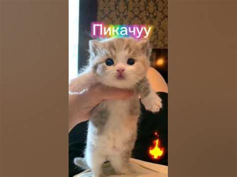 китка. #котейка #cat #pishak, #mushukchalar, #बिल्ली - YouTube
