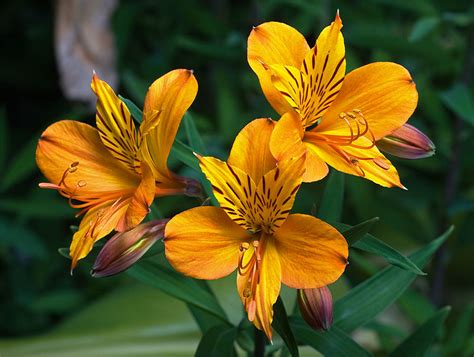 HOW TO GROW ALSTROEMERIA |The Garden of Eaden