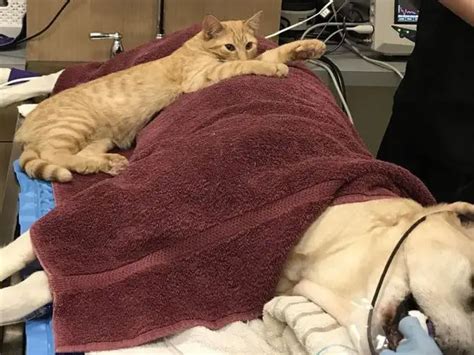 Котик помощник-успокоитель в ветклинике тоже обрел свой дом - Усатый ...