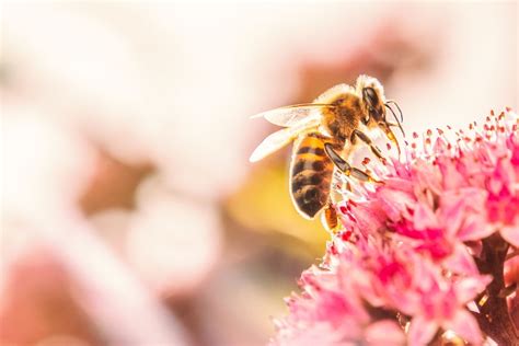 Bee The Flower