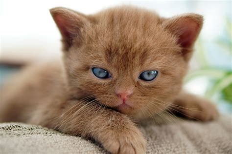 Kitten Cat Domestic Animal - Free photo on Pixabay