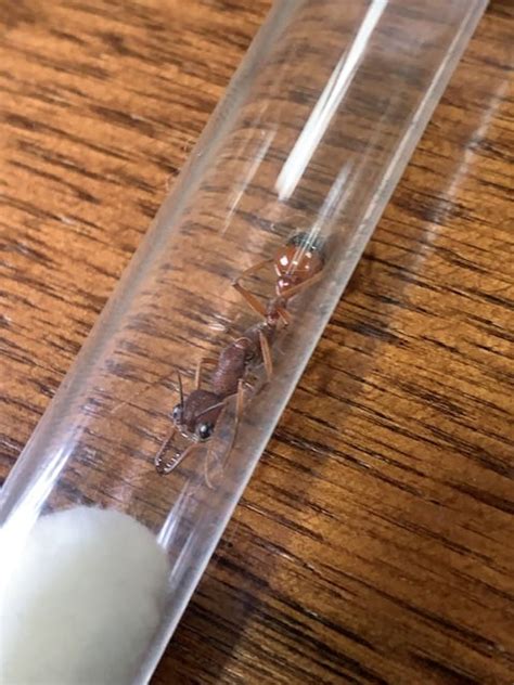Myrmecia nigriscapa queen - Ants Online