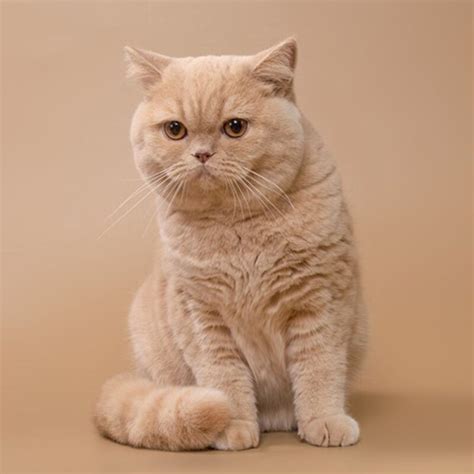 British Shorthair – Cuddling Corner