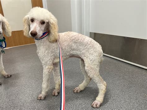 Dogs rescued from illegal breeder soon up for adoption at Capital