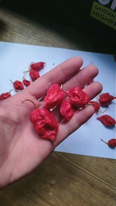 Каролина рипер в 1.2л горшке | Вырастили жгучий перец Carolina Reaper ...