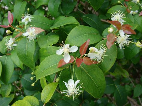 Eugenia uniflora: Um guia completo sobre os cuidados, benefícios e usos