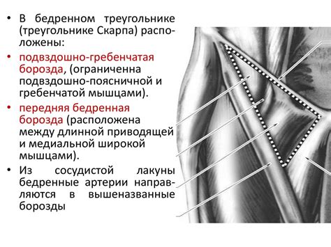 Анатомия грудной и брюшной аорты - презентация онлайн