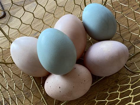 silkie chickens eggs