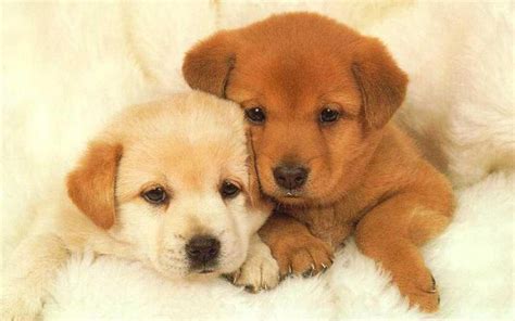 cute  puppy