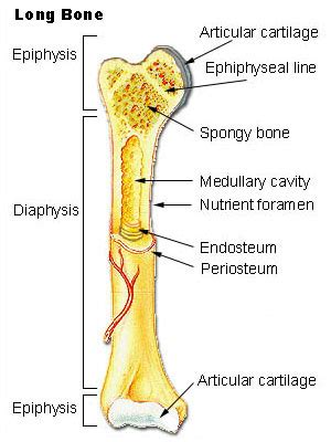 Bone - wikidoc