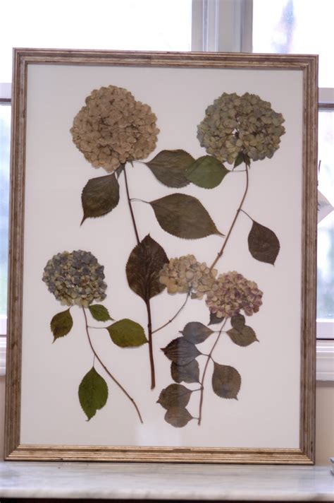 Hydrangeas | True Botanicals