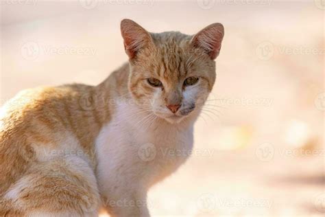 Small domestic cat 29939768 Stock Photo at Vecteezy