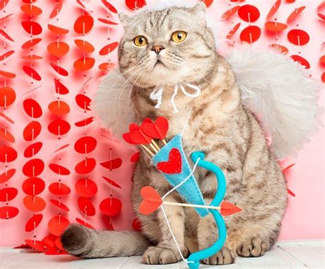 Pin by peters on PUZZLES | Itchy pet, Kitten images, Black cat ...