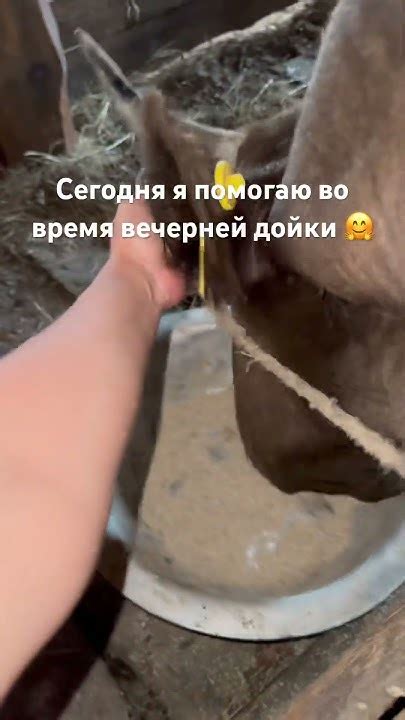 Вечерняя дойка🙌#жизньвдеревне #якутия #ферма #кфх #фермерскоехозяйство ...