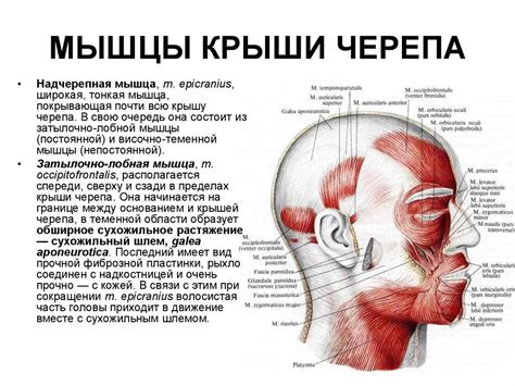 Мышцы головы - презентация онлайн