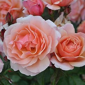 Amazon.com : Heirloom Roses Rose Plant - Douglas Gandy™ Apricot Rose ...