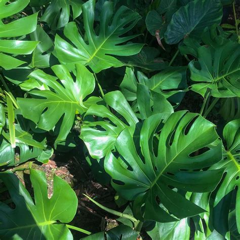 Is Neem Oil Safe For Monstera Deliciosa at Lynn Potter blog