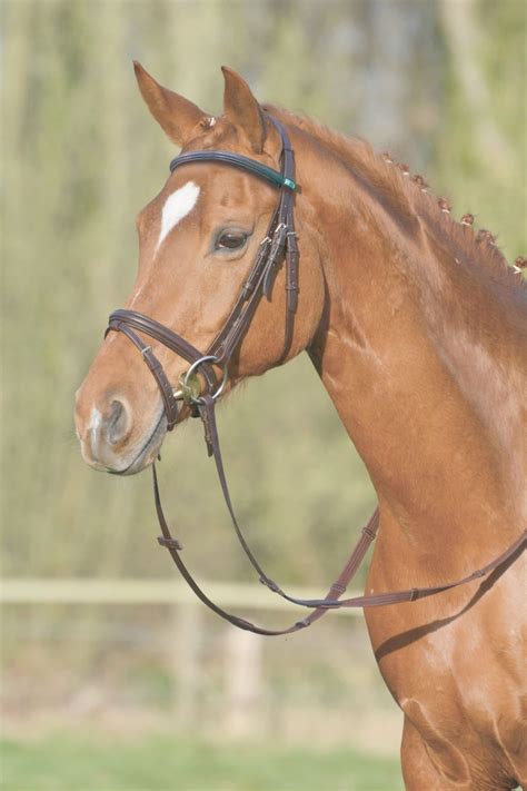 Stübben Юзда Leitrim с комбинирана лента за нос - EquusVitalis