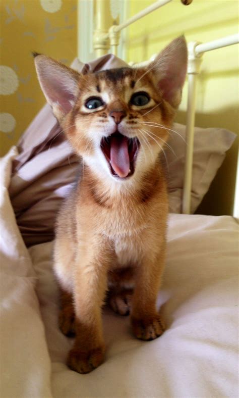 150 Abby Cats ideas | cats, abyssinian cats, beautiful cats