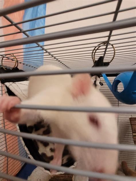 Update on cage an babies : r/RATS