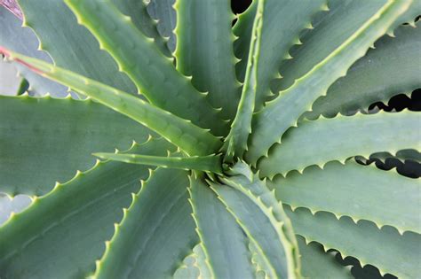 How To Use the Aloe Vera Plant - Earth.com - Earthpedia