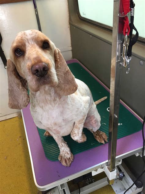 Muddy Paws Mobile Dog Grooming