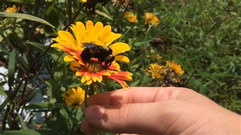 Southern plains bumble bee queen (Bombus fraternus) - YouTube