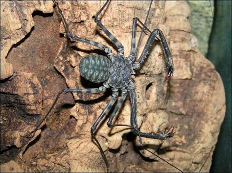 The whiptail scorpion. Completely harmless and make great pets. : r/NoRules