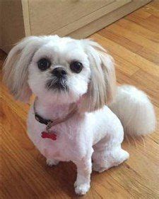 Adorable Shih Tzu Hair Styles