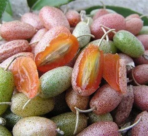 Silver Berry fruit plant at ₹ 400/plant | Strawberry Fruit Plant in ...