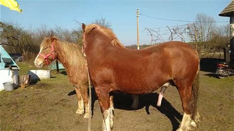 новоолександріївські коні 🐴 - YouTube