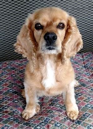 What Dog Breed Is Lady In Lady And The Tramp