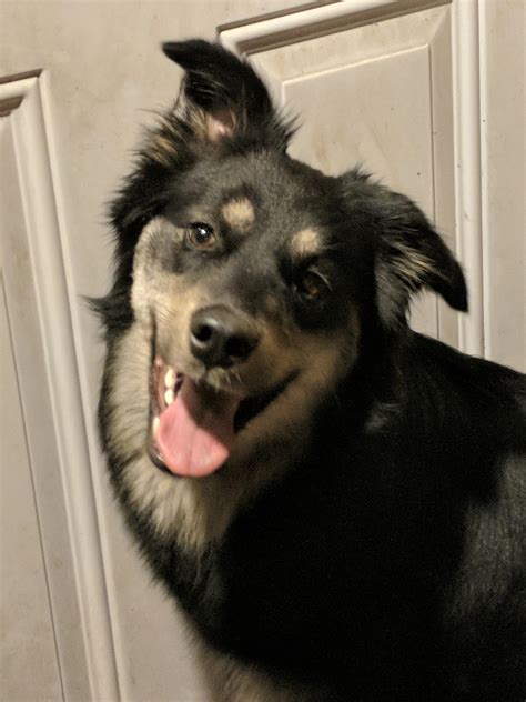 My almost 2yo Husky/Golden retriever mix : r/husky