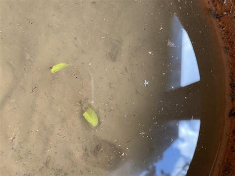 Have you guys grown Nymphaea caerulea? How does this look and when ...